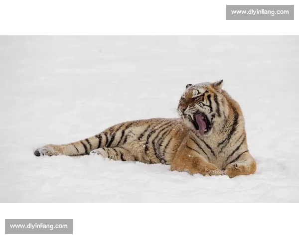 雪豹与美洲狮巅峰对决高原猎手与丛林王者实力解析生存策略与力量速度全面较量